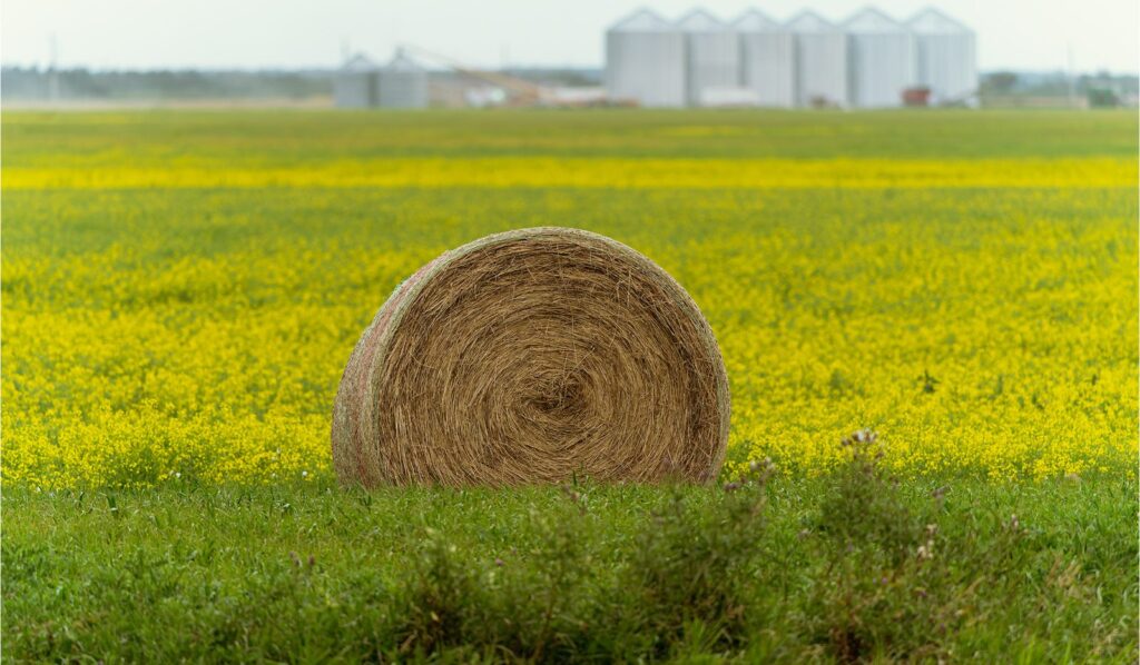 Round hay bale in a green field with grain bins in the distance