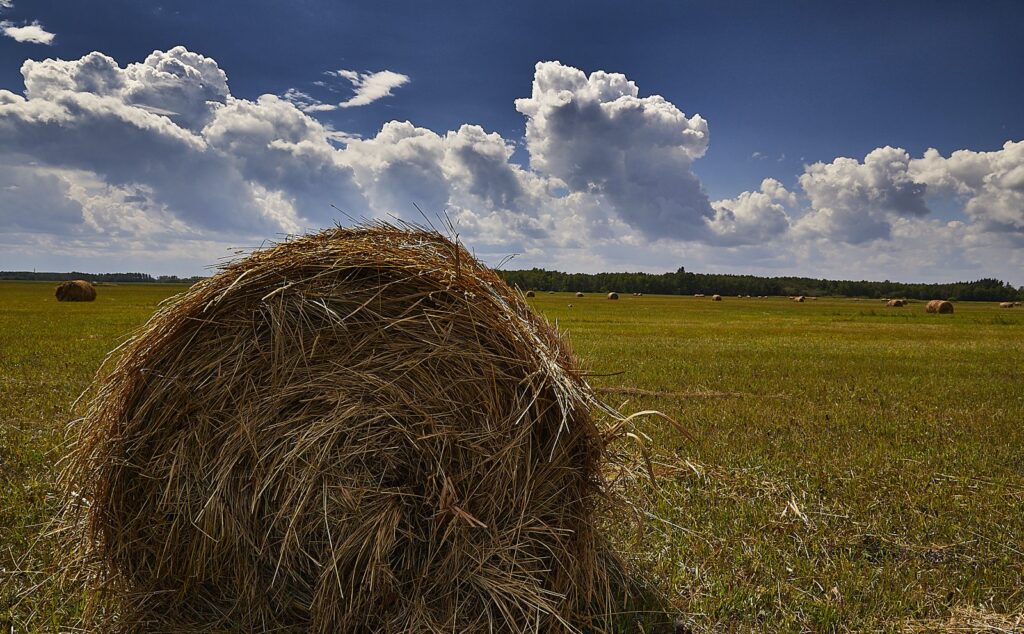 Close view of a round bale under towering cumulus clouds