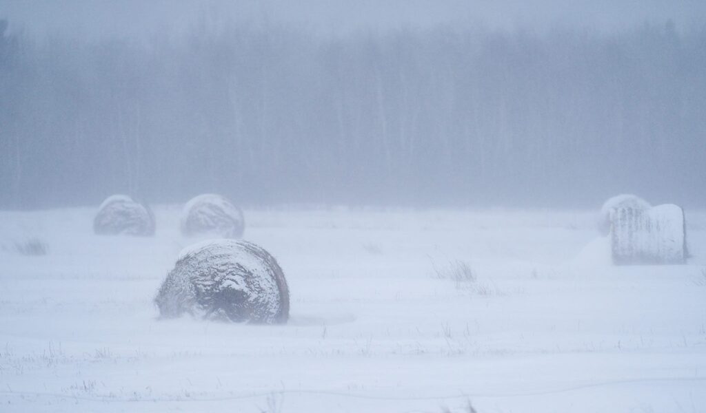 Round bales in a blowing snowstorm