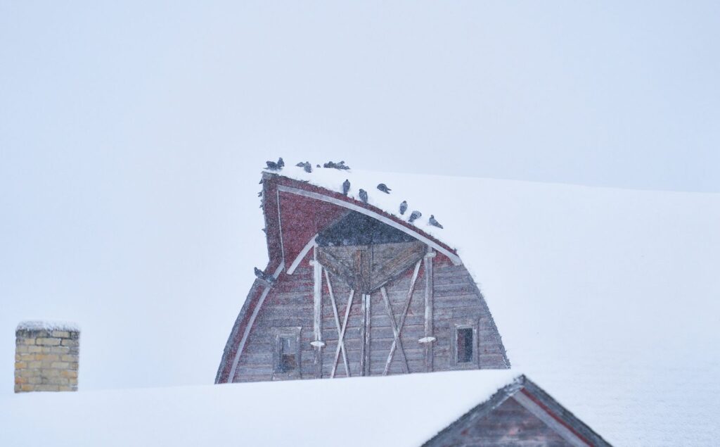 Snow-covered arched barn roof with birds along the peak