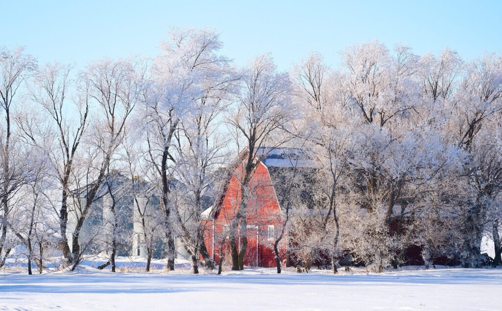 Red barn behind hoarfrost-covered trees
