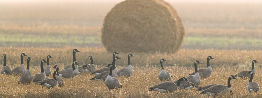Large round bale in a misty field with Canada geese below