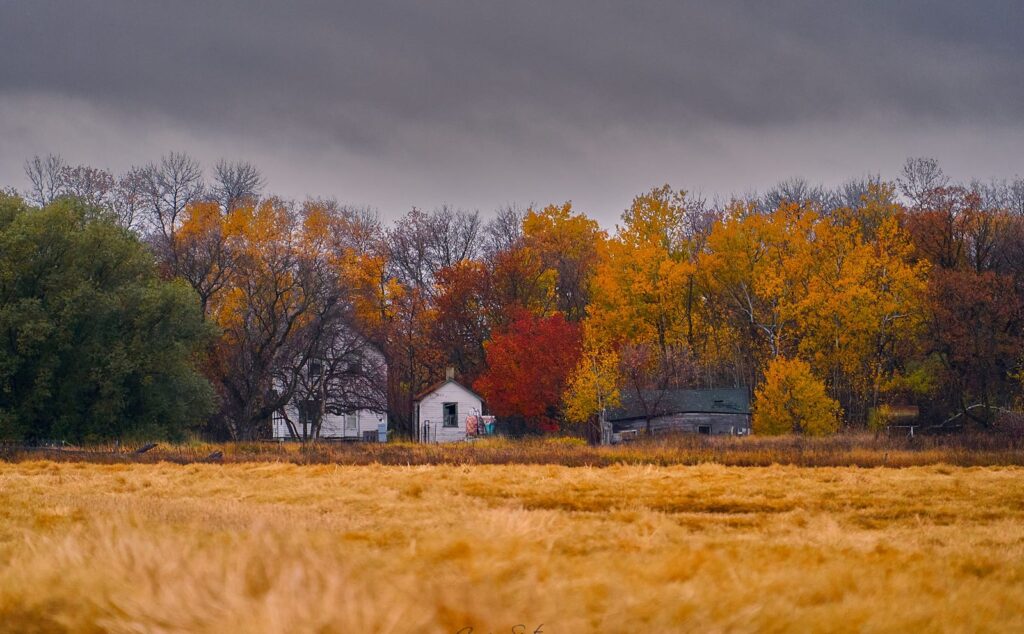 Farm buildings among autumn trees behind a golden field