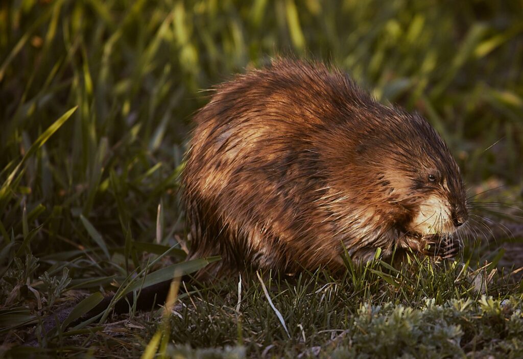Beaver