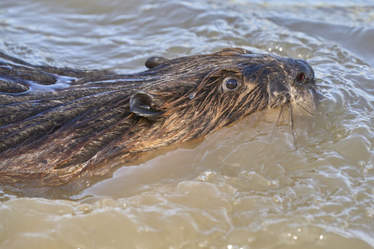 Close-up of a wet beaver swimming through rippled, muddy water