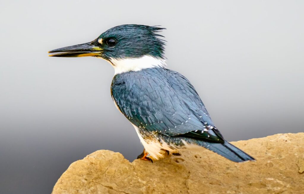 Belted kingfisher
