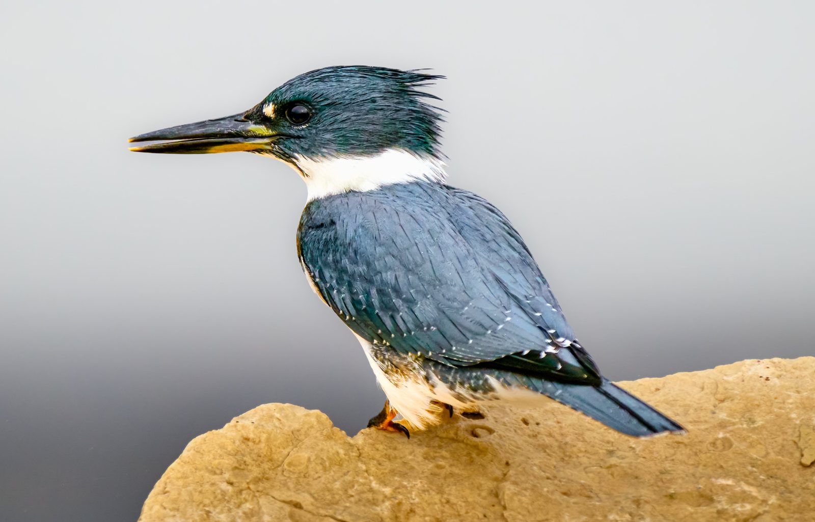 Belted kingfisher photographed in Manitoba