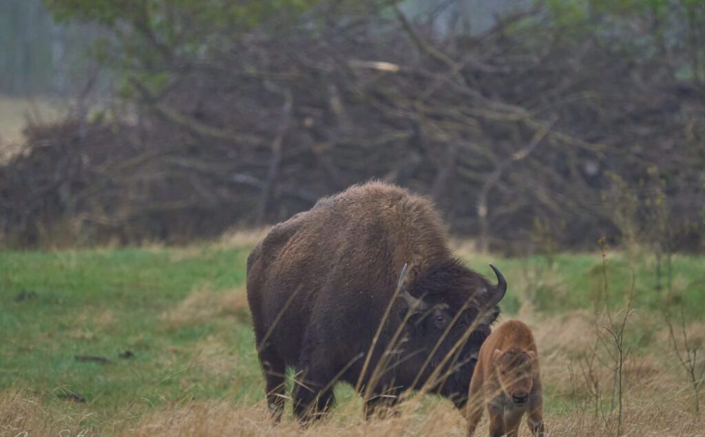 Bison