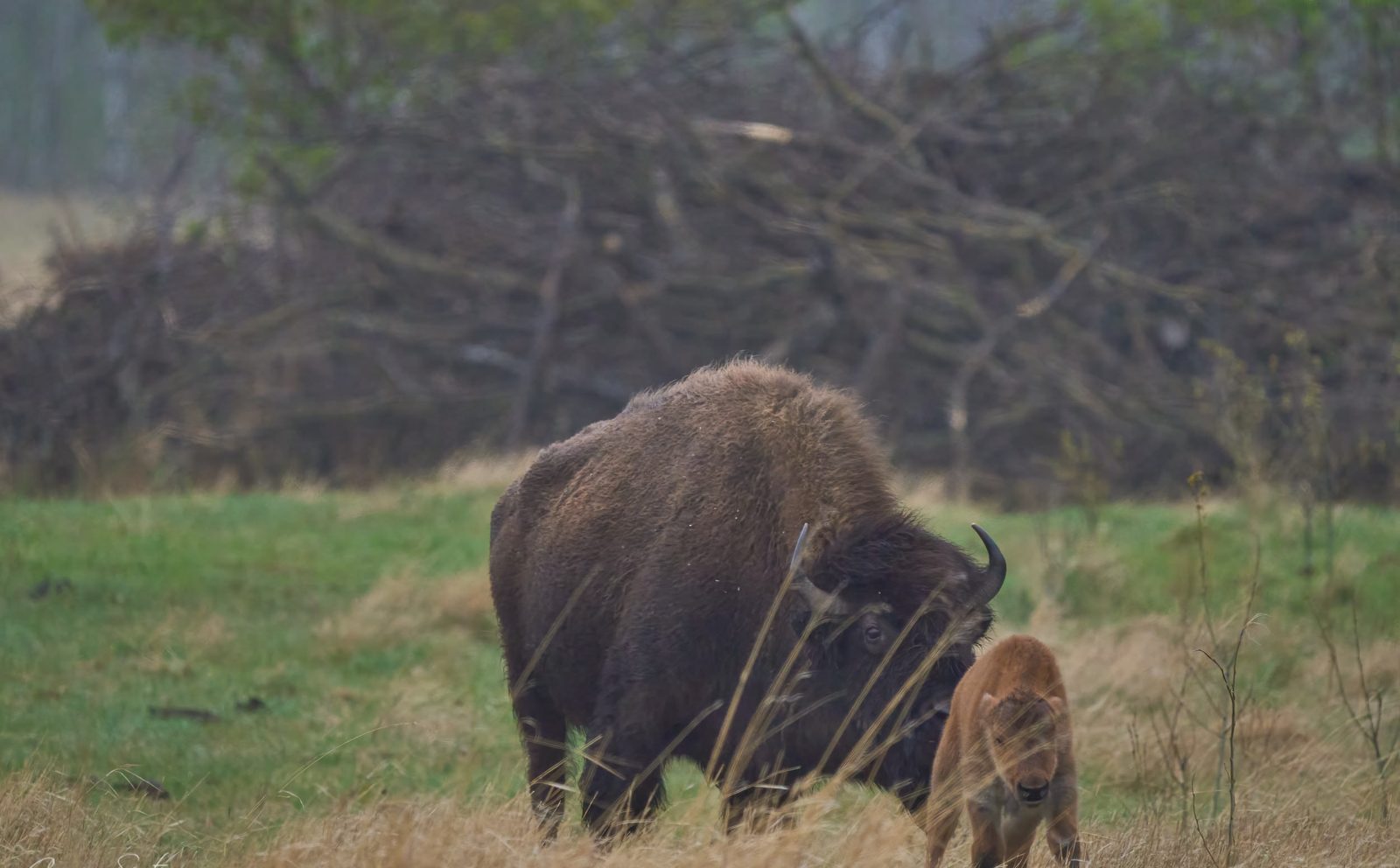 Bison cow with a rust-coloured calf beside her in a grassy clearing on a misty morning