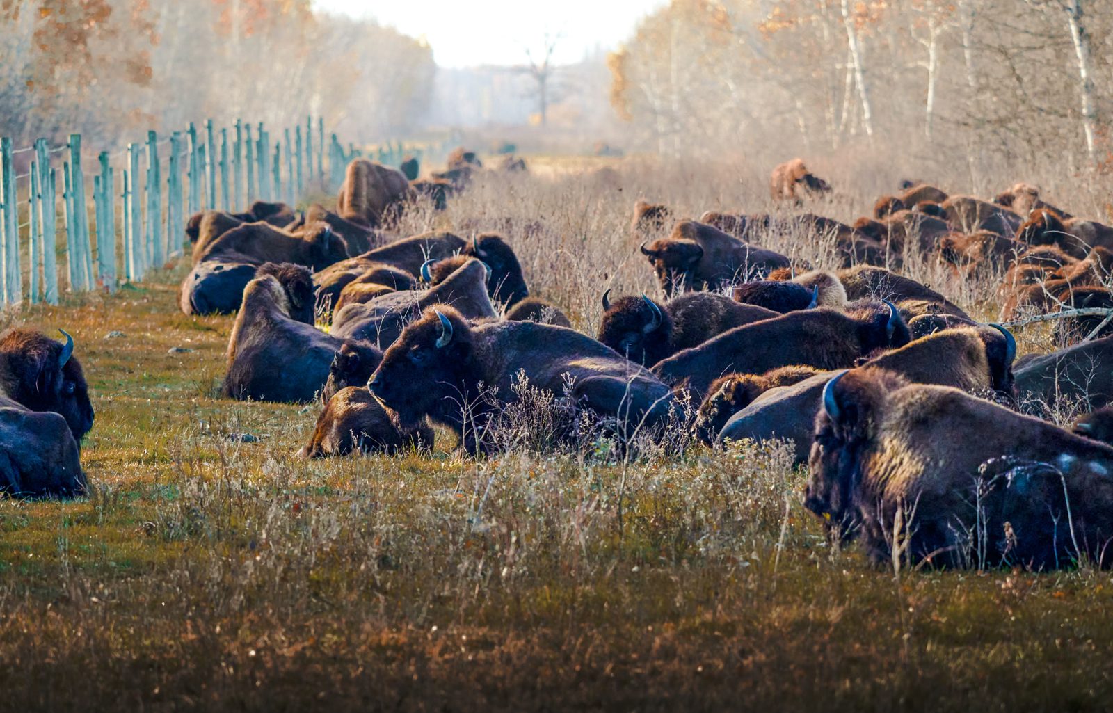 Bison photographed in Manitoba, 1