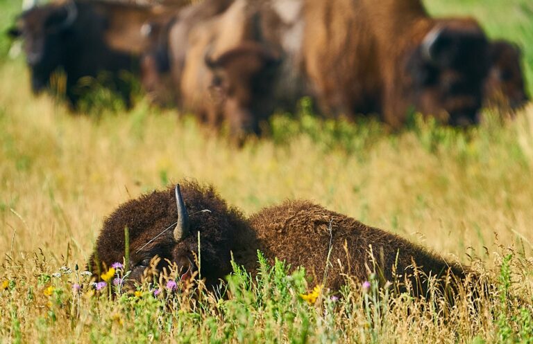 Plains bison resting in tall prairie grass and wildflowers with the herd behind, Manitoba