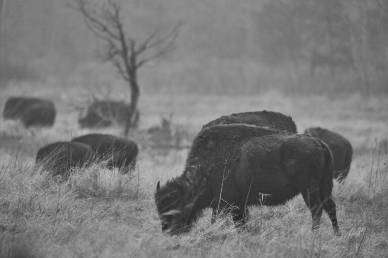 Black-and-white photo of a bison grazing in misty grass with more of the herd and a bare tree fading into the fog behind