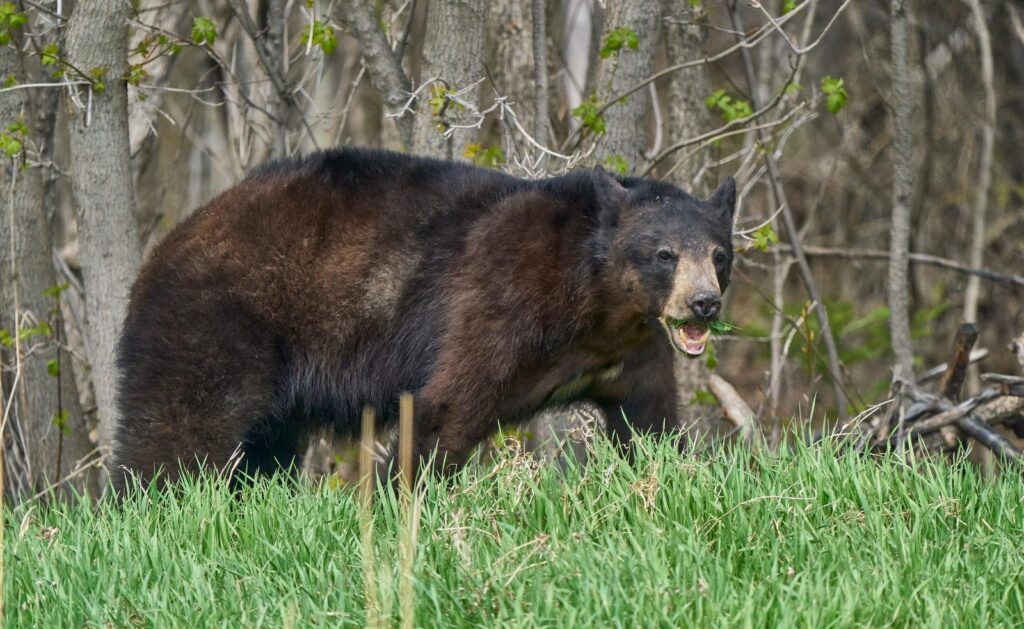 Black bear