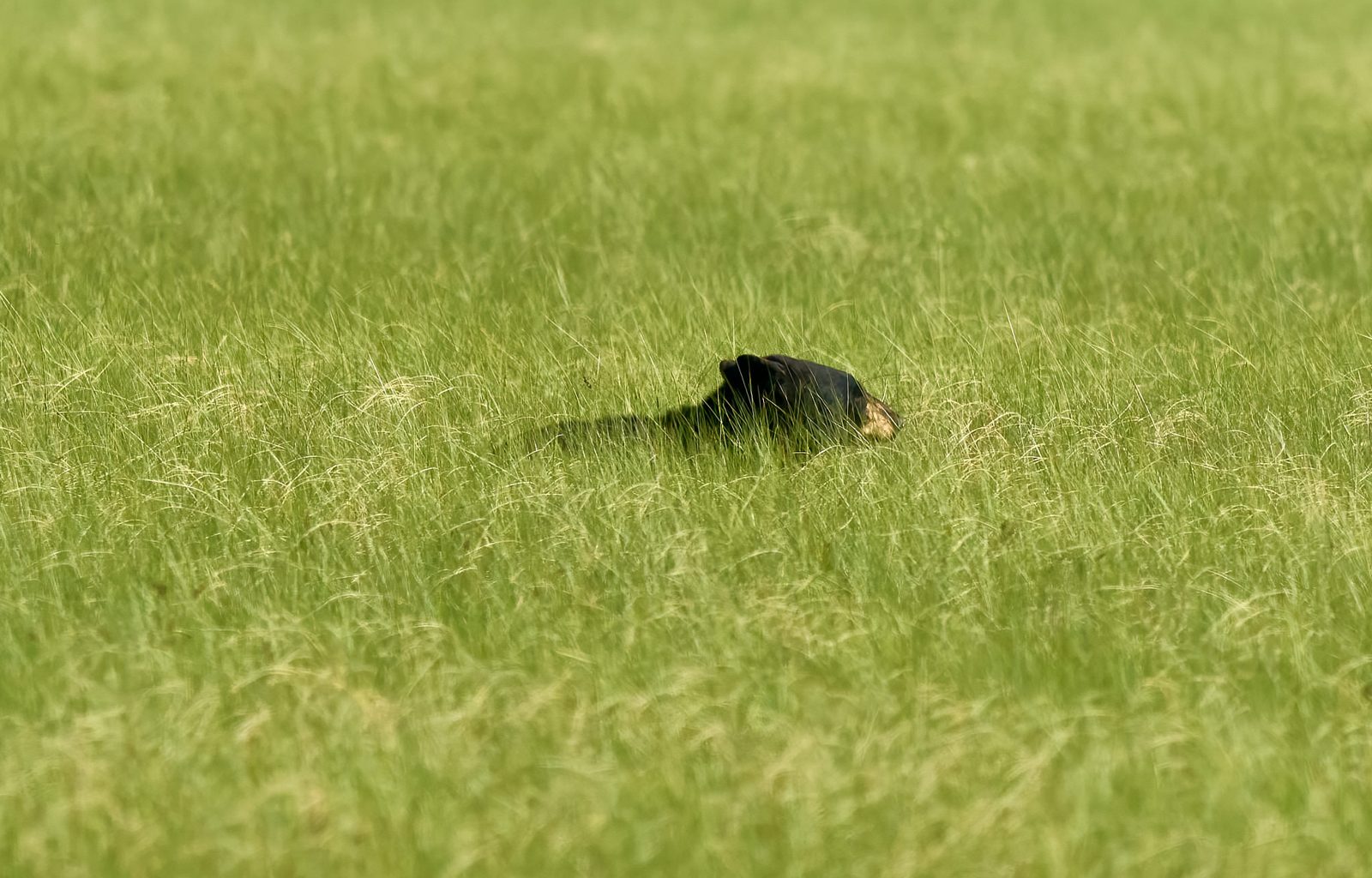 Black bear photographed in Manitoba, 1