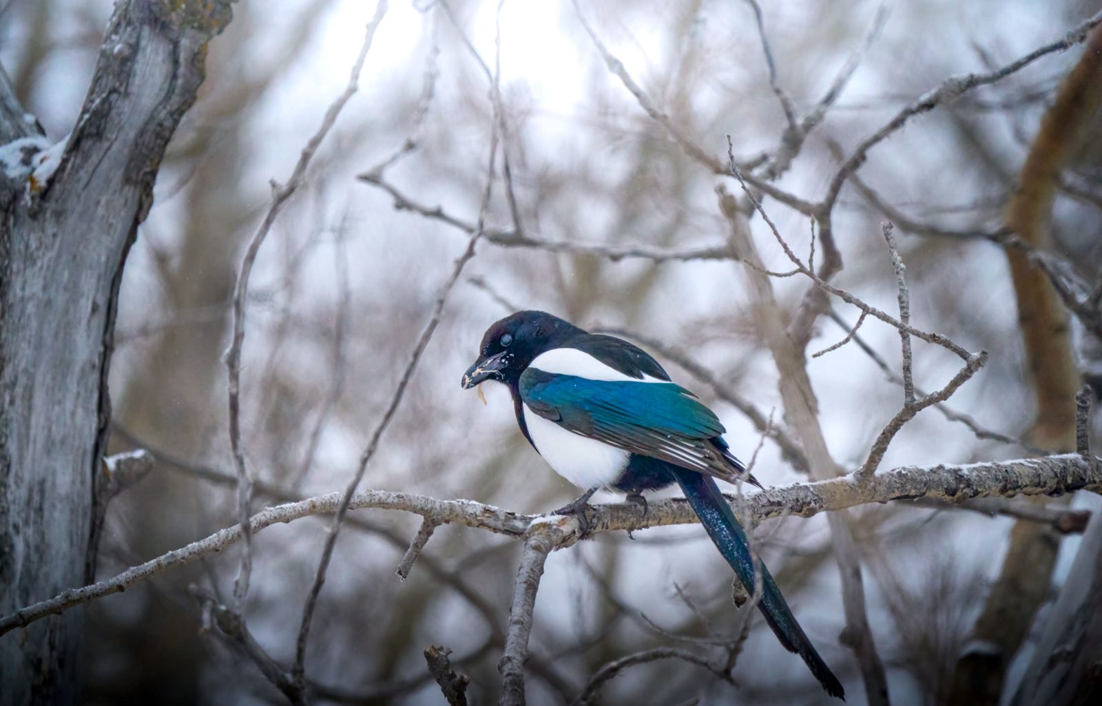 Black-billed magpie photographed in Manitoba