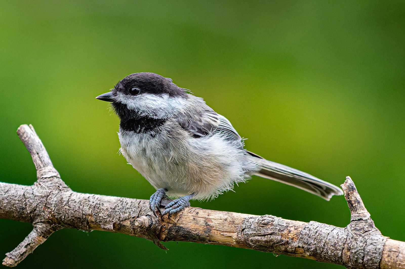 Black-capped chickadee perched on a bare branch against a green background