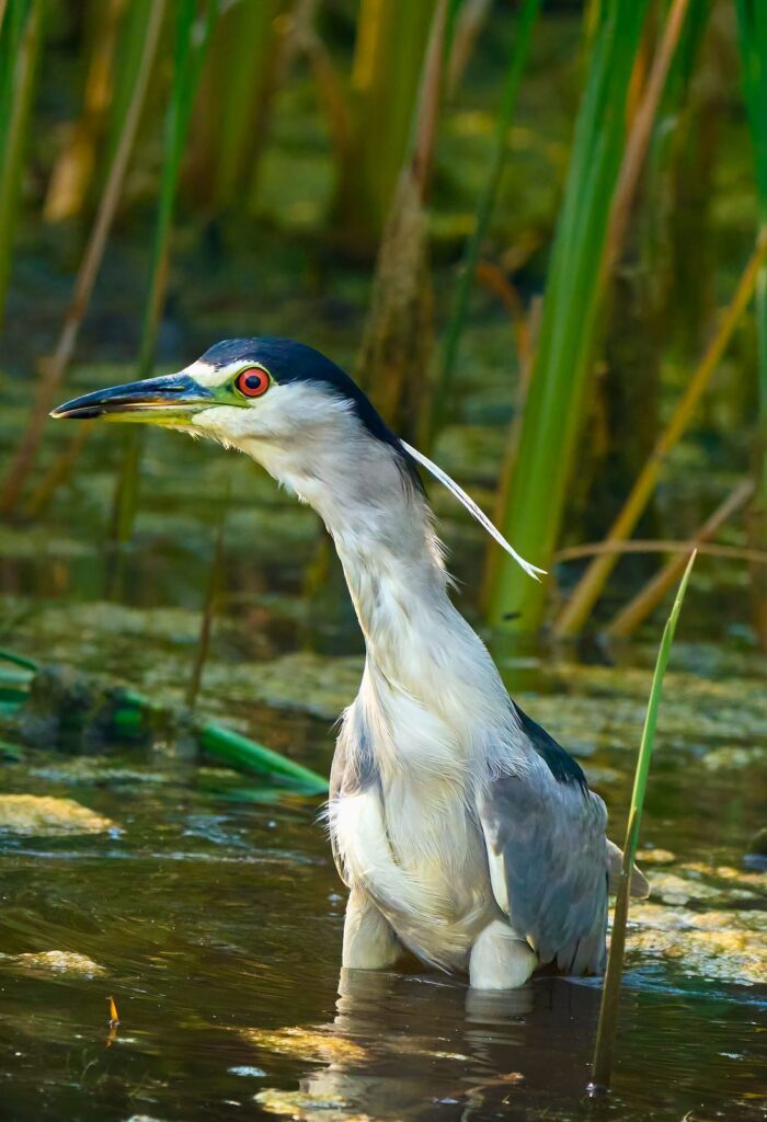 Black-crowned night heron