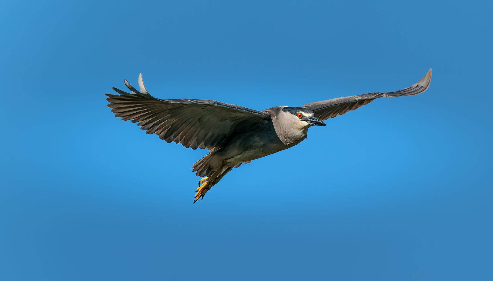 Black-crowned night heron photographed in Manitoba, 2