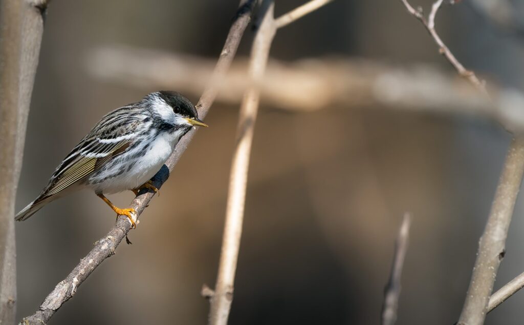Blackpoll warbler