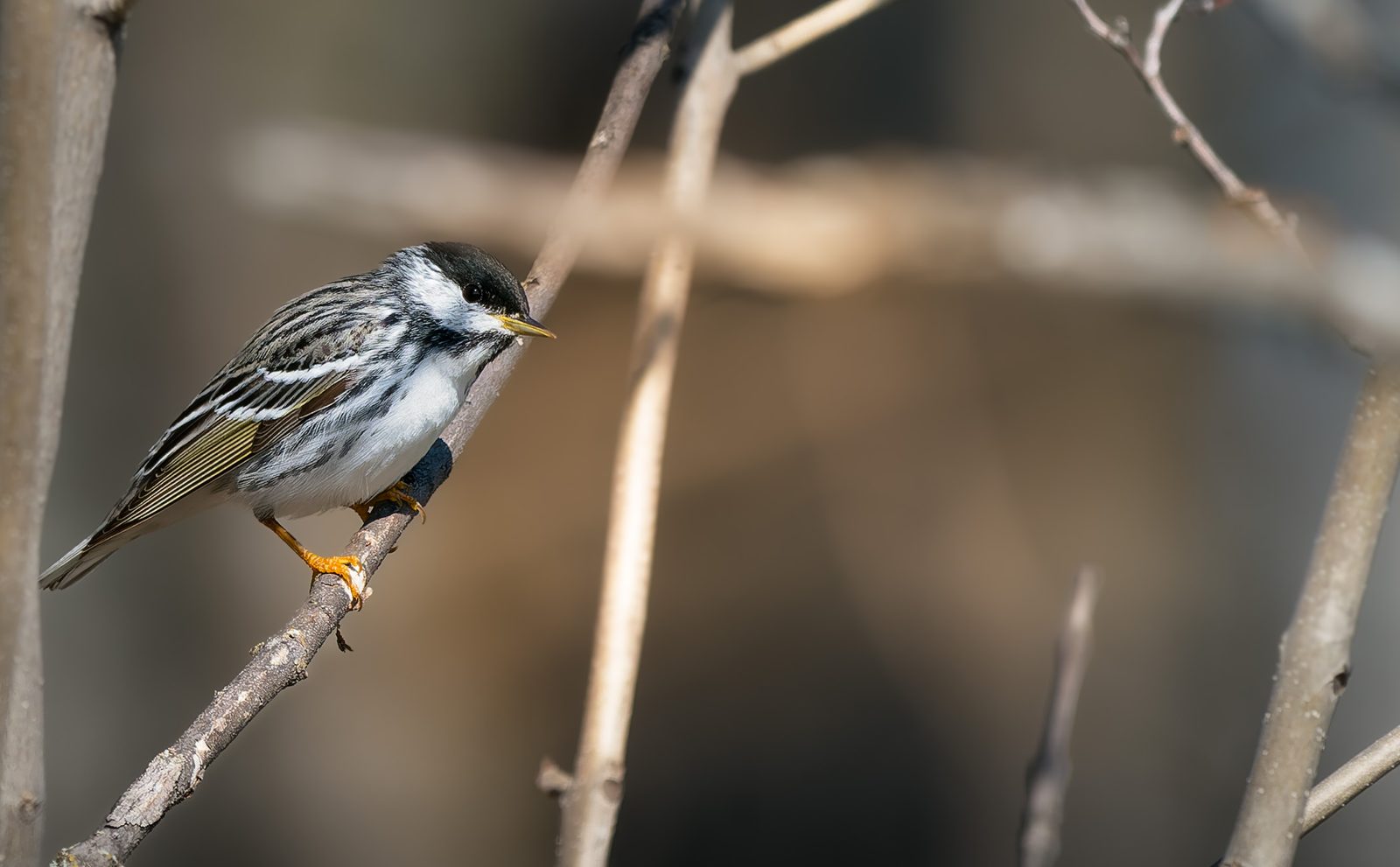 Blackpoll warbler photographed in Manitoba