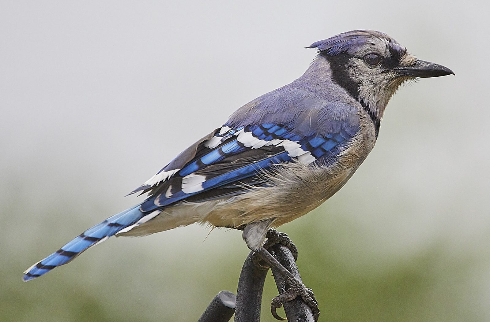 Blue jay perched on a wrought-iron post against a soft grey background
