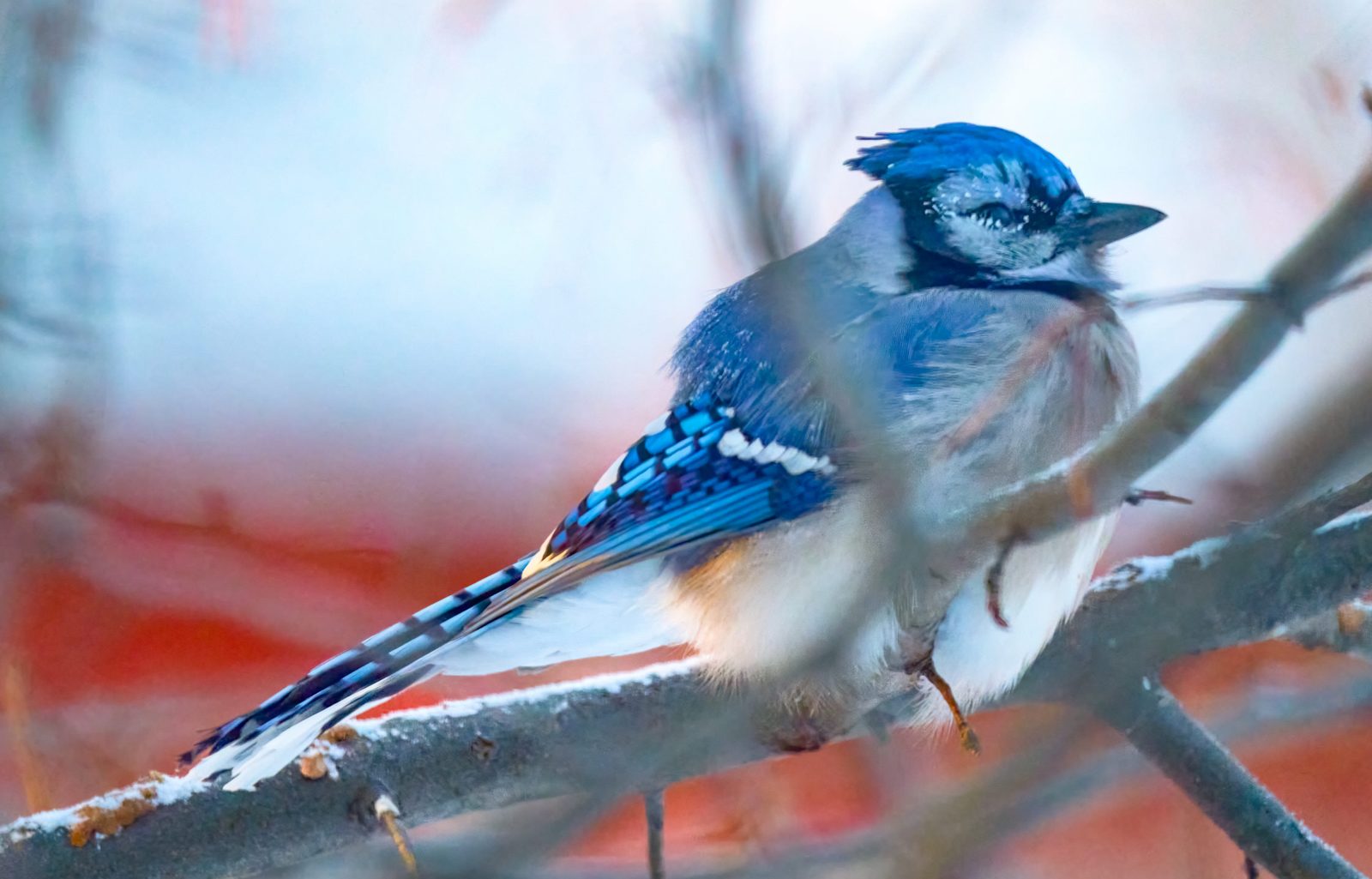 Blue jay photographed in Manitoba, 2