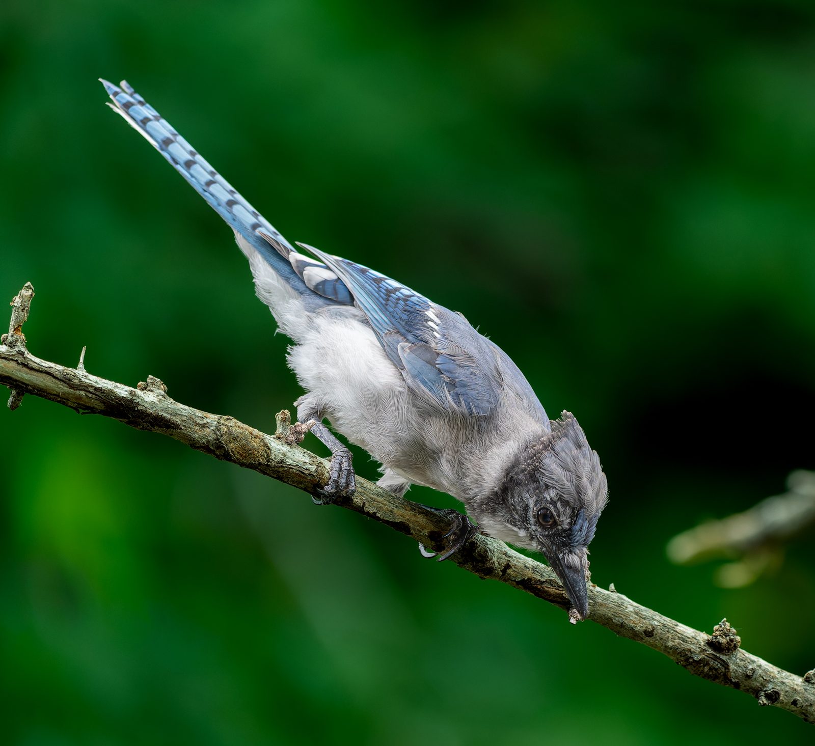 Blue jay photographed in Manitoba, 4