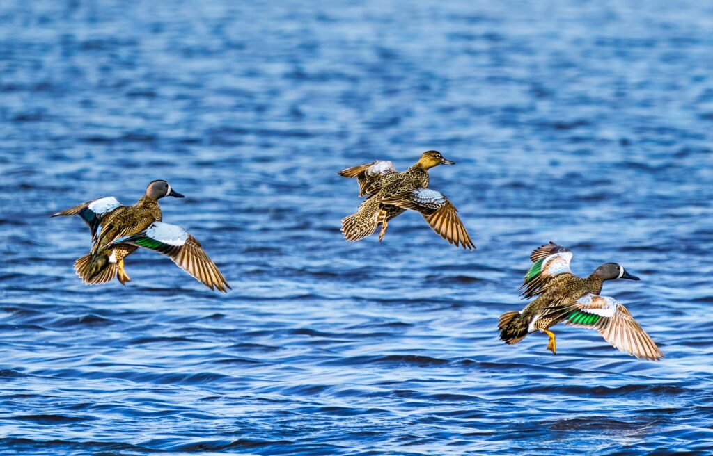 Blue-winged teal