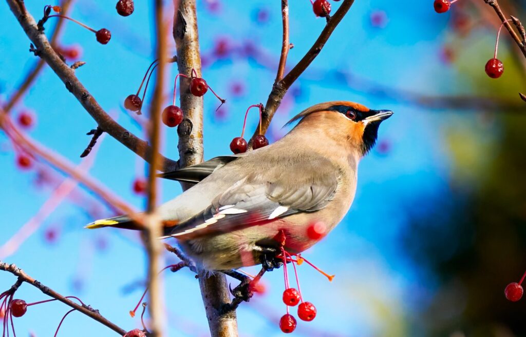 Bohemian waxwing