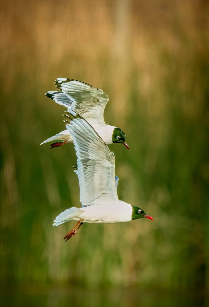 Bonaparte’s gull