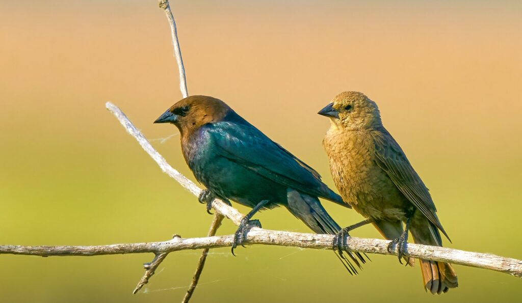 Brown-headed cowbird