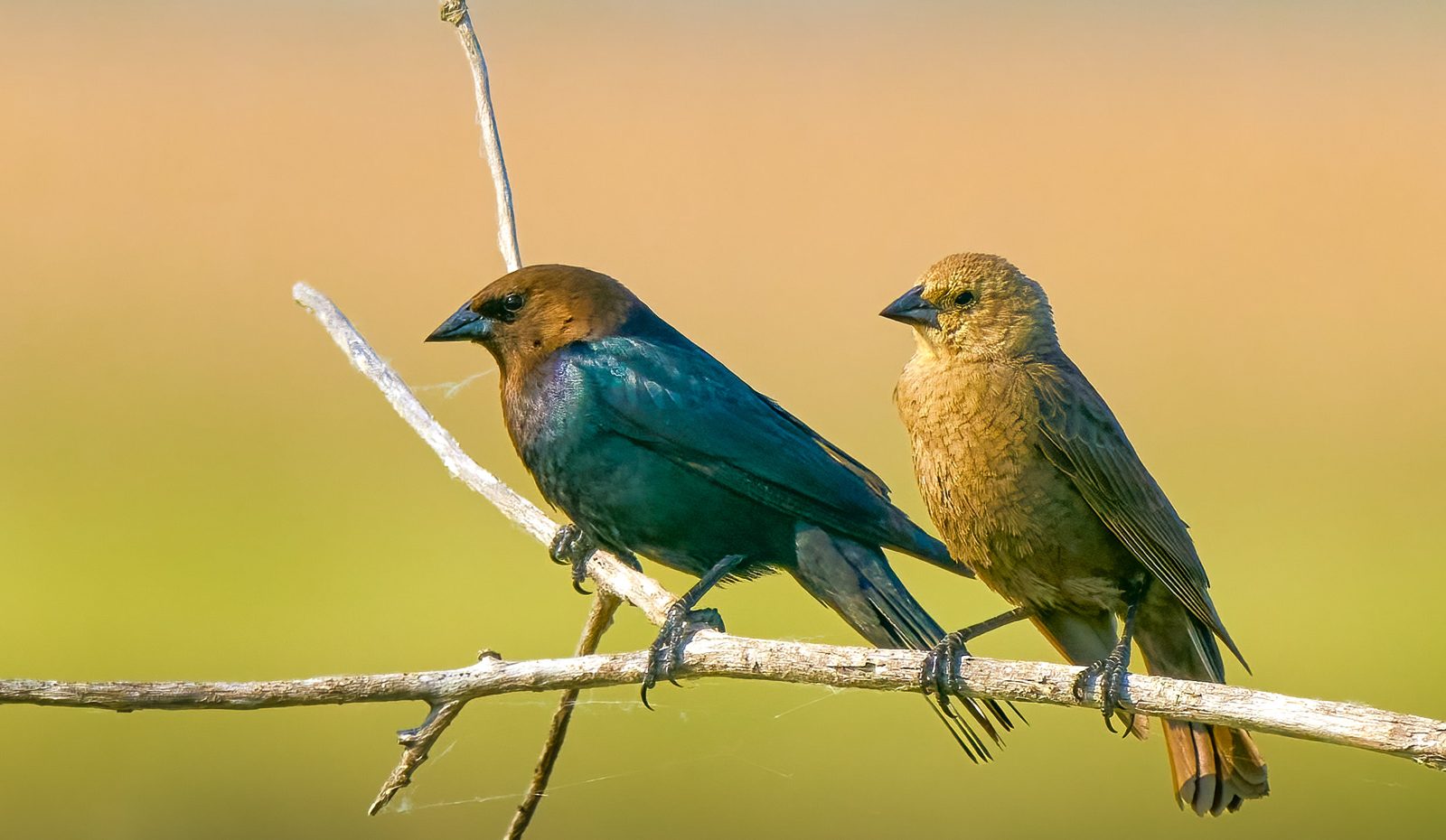 Male and female brown-headed cowbirds perched together on a bare branch in warm morning light