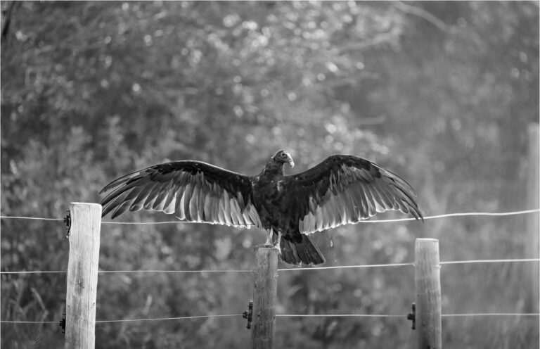 A turkey vulture standing on a fence post with its wings spread wide