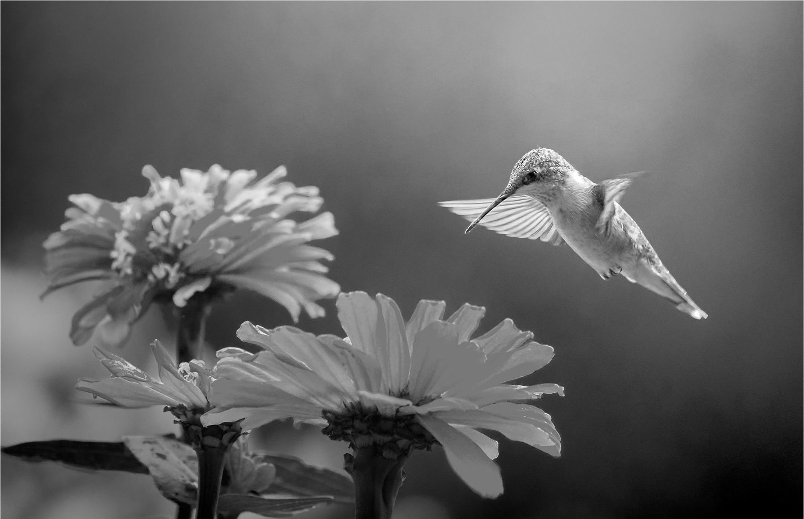 A ruby-throated hummingbird hovering beside flowers
