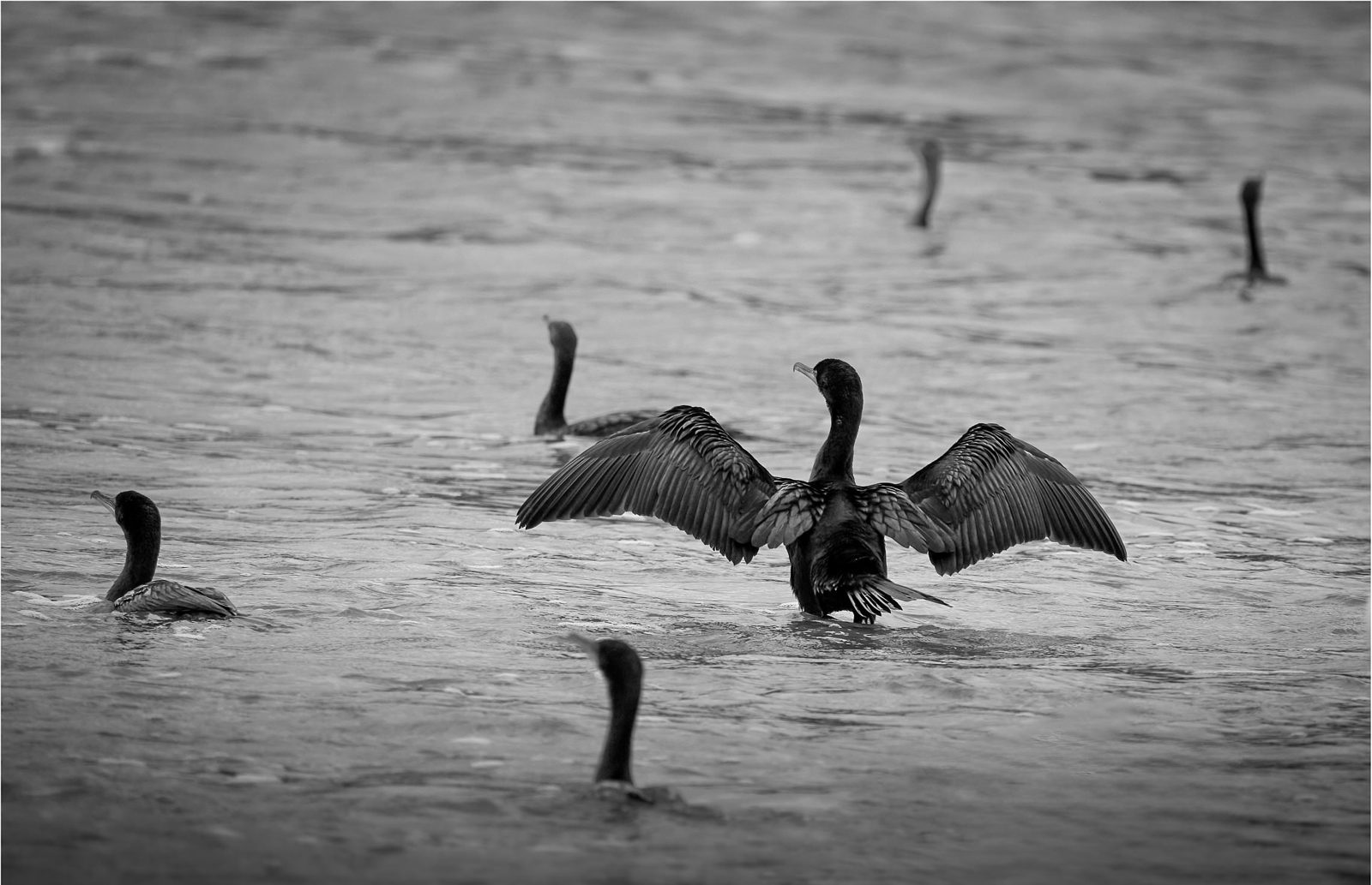 Double-crested cormorants in moving water, one with its wings held open to dry