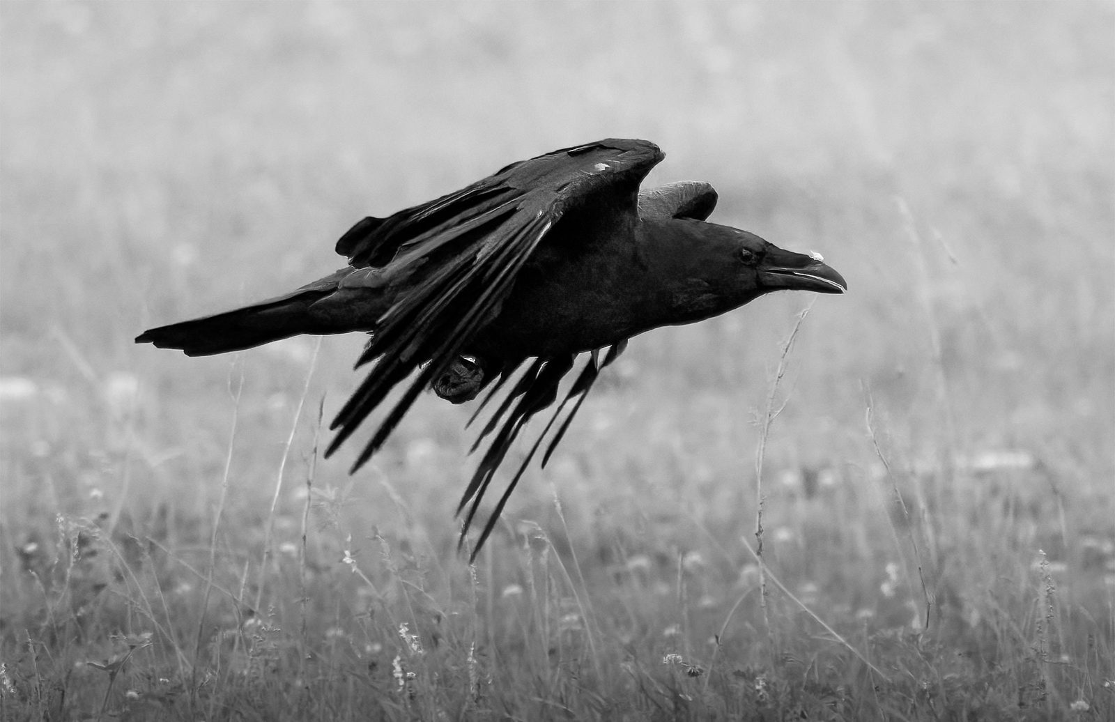 A crow flying low over a meadow