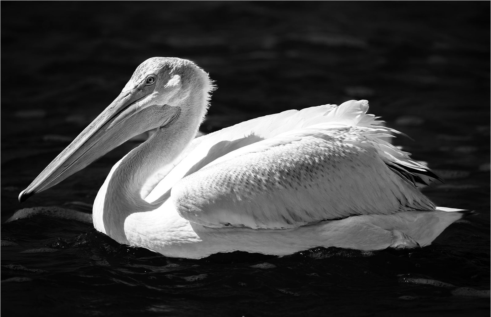 An American white pelican swimming on dark water in sunlight