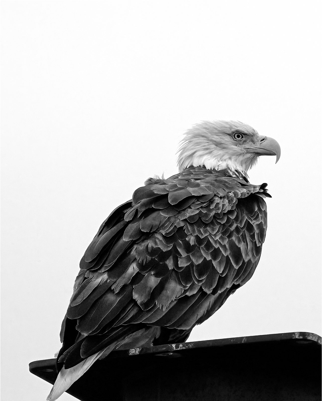 A bald eagle perched on a post against a white sky