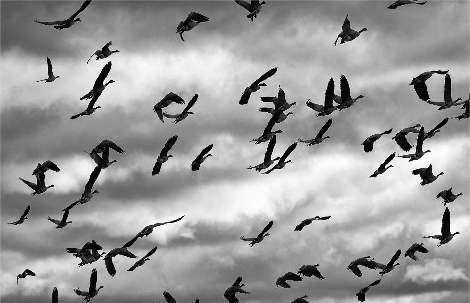 A flock of Canada geese flying against streaky clouds