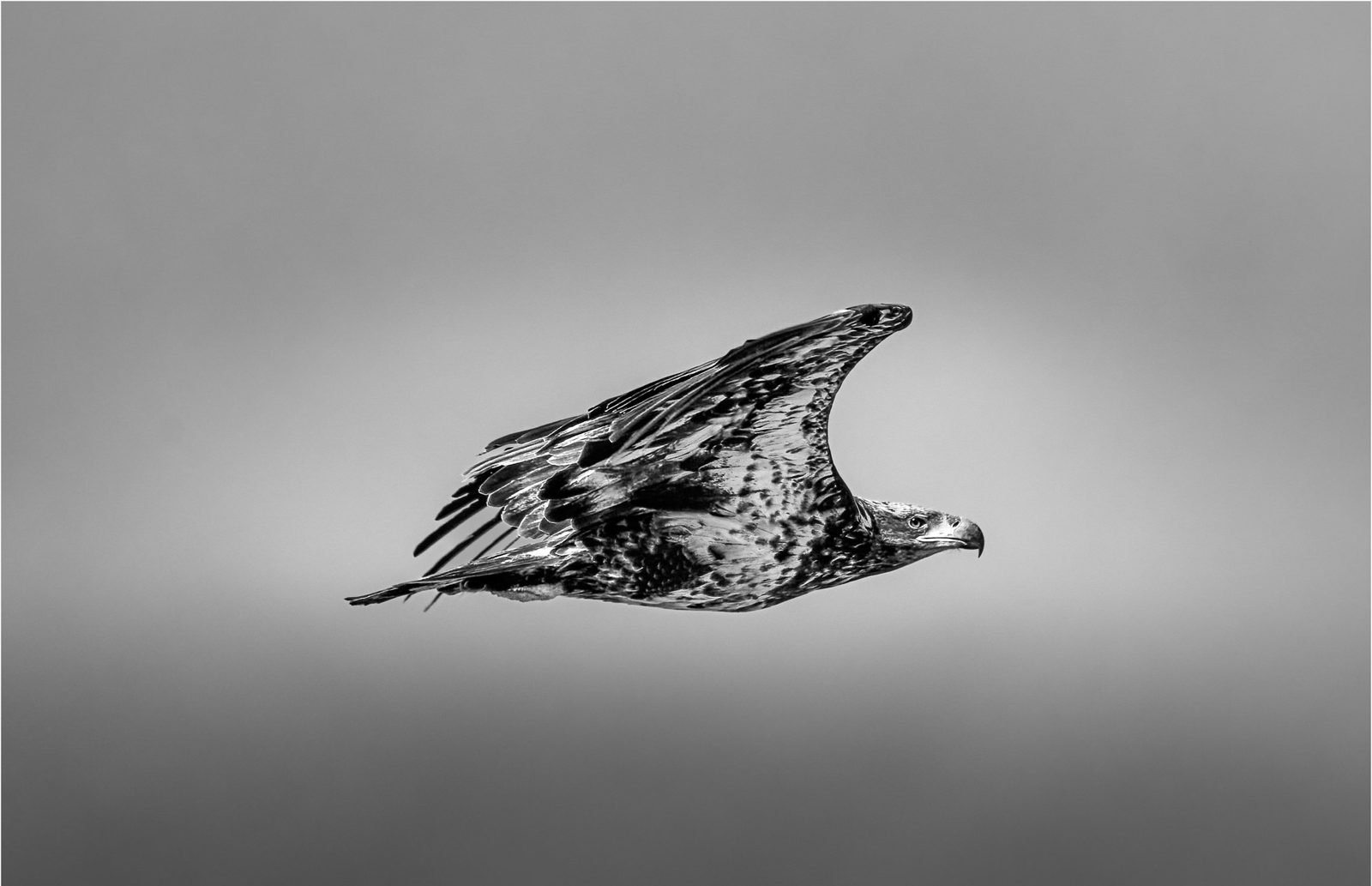 A young bald eagle flying against a smooth grey sky
