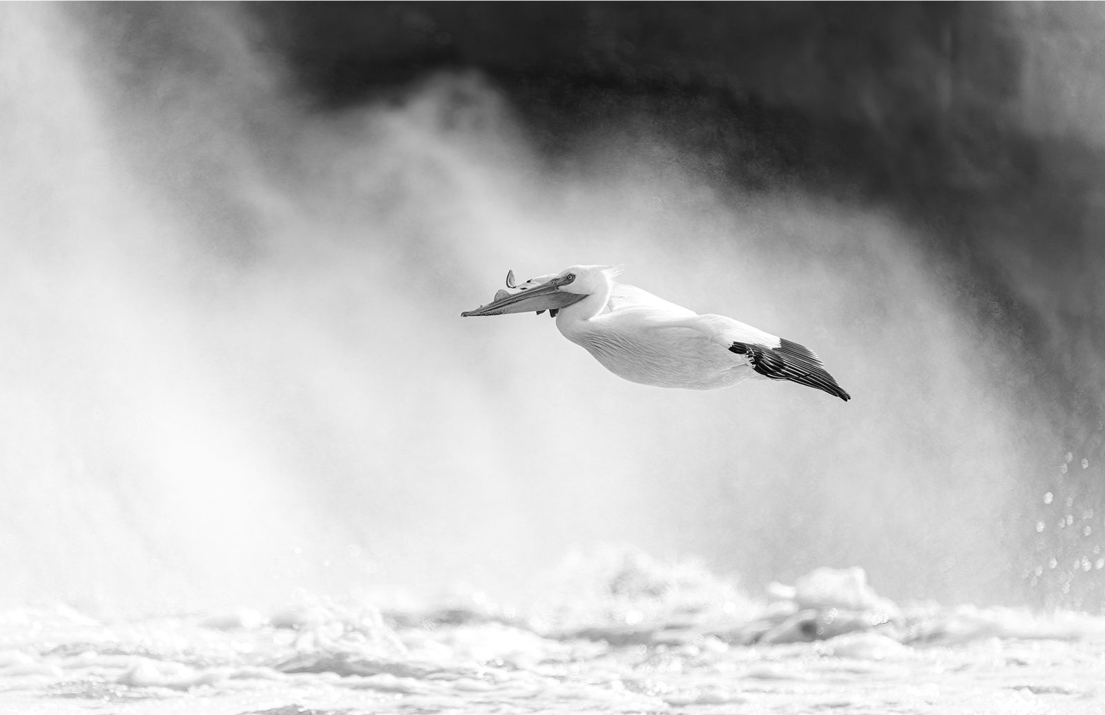 An American white pelican gliding in front of a wall of spray