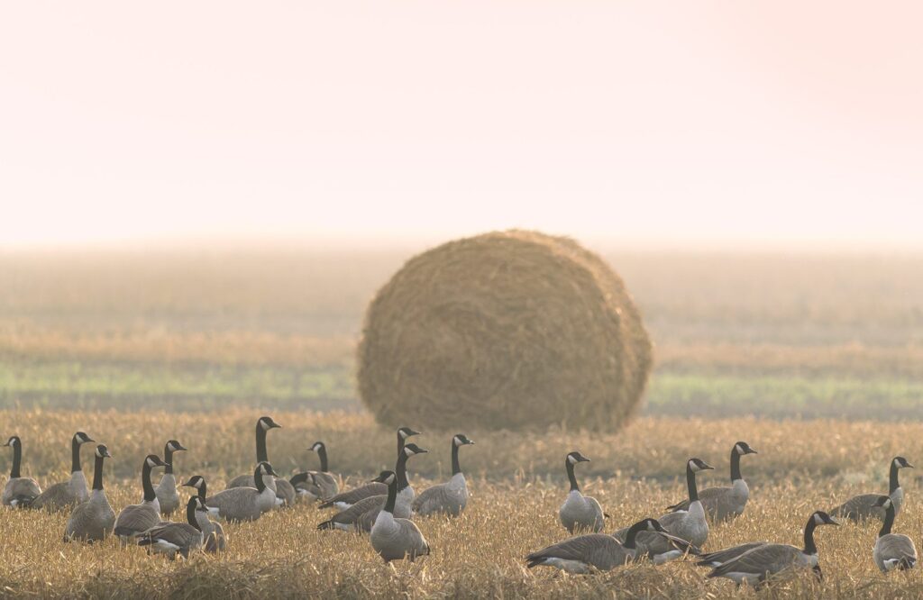 Canada goose