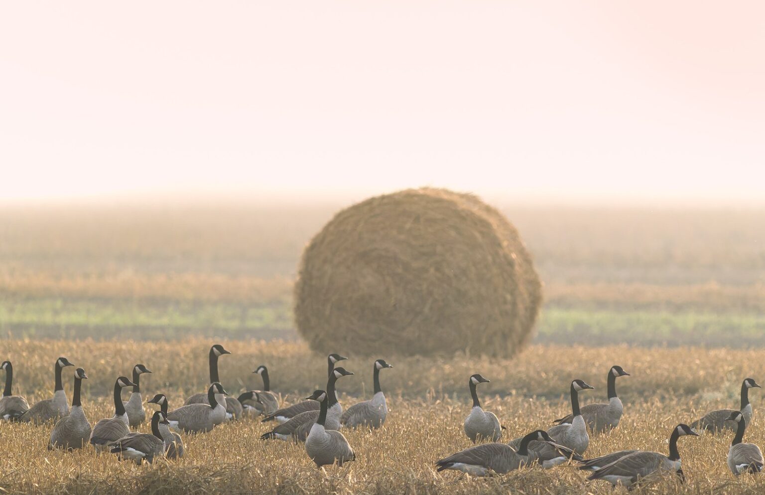 A flock of Canada geese standing in a harvested field in warm morning haze with a round hay bale behind them