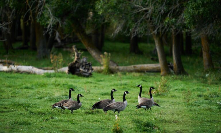 Six Canada geese grazing on a green clearing in front of poplar trees and a fallen log, Manitoba