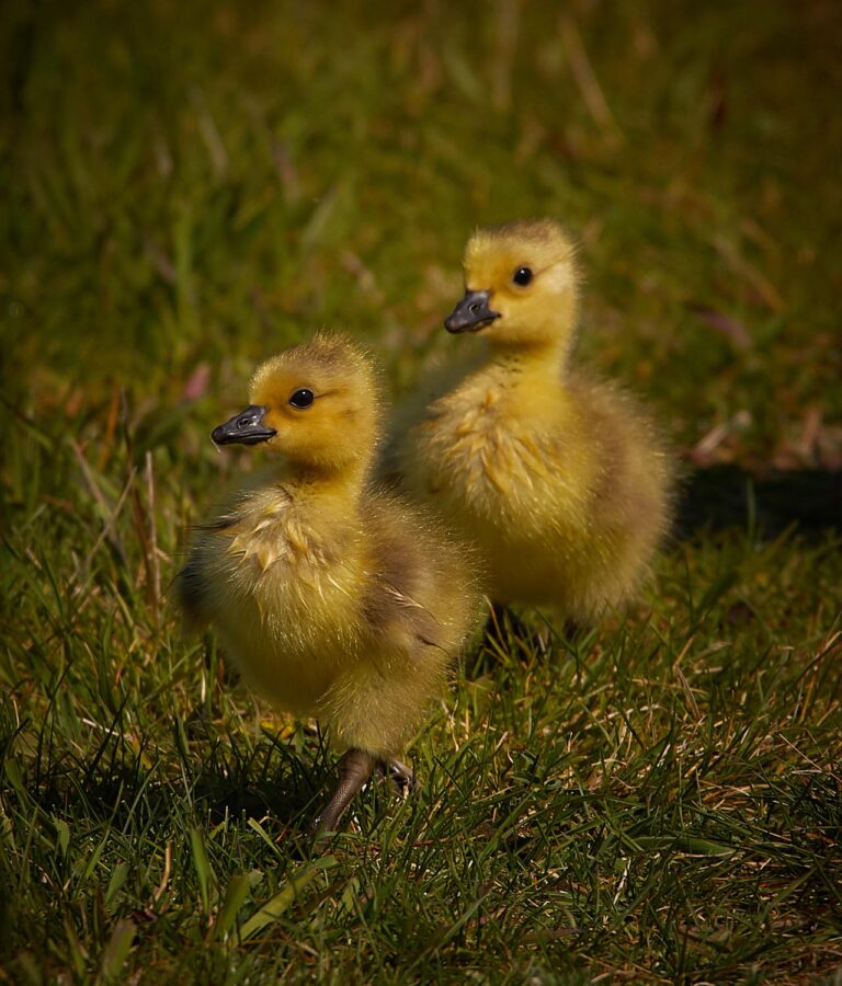 Two Canada goslings walking through grass