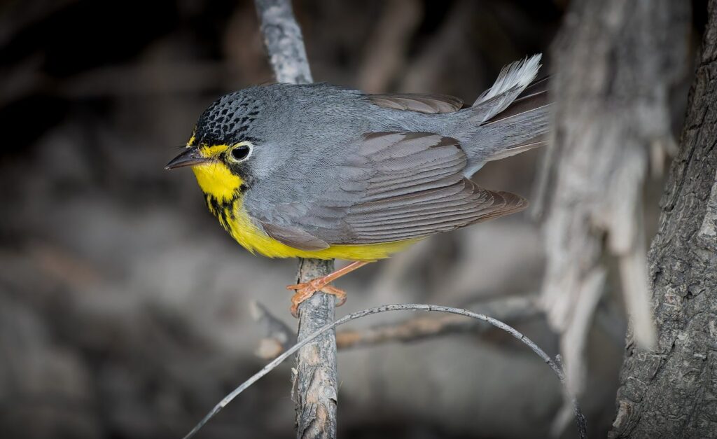 Canada warbler