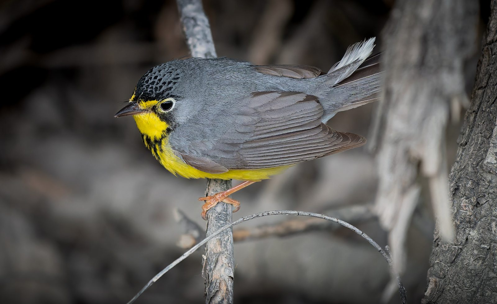 Canada warbler photographed in Manitoba
