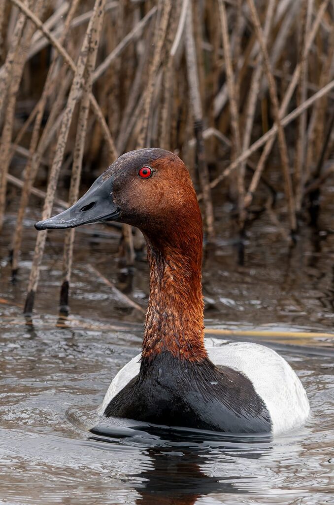 Canvasback