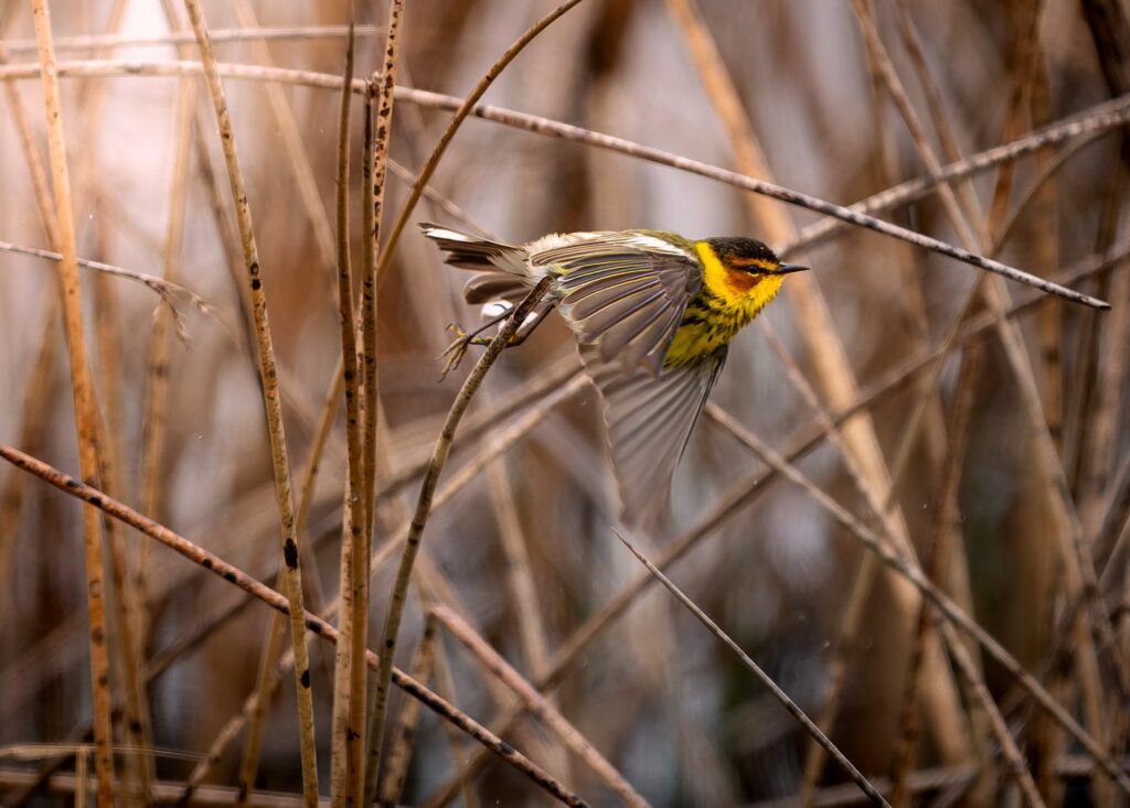Cape May warbler