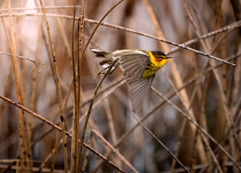 Cape May warbler photographed in Manitoba